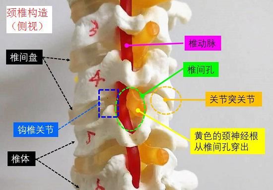 颈椎的构造（侧视）