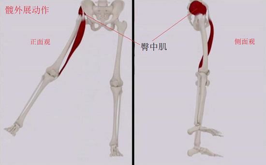 臀中肌 臀中肌
