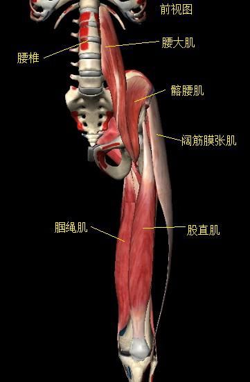 屈髋肌