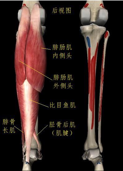 小腿三头肌 小腿三头肌