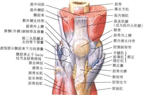 髌骨、膝关节、股四头肌及周边组织