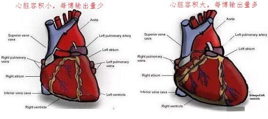 有氧运动对心脏的影响