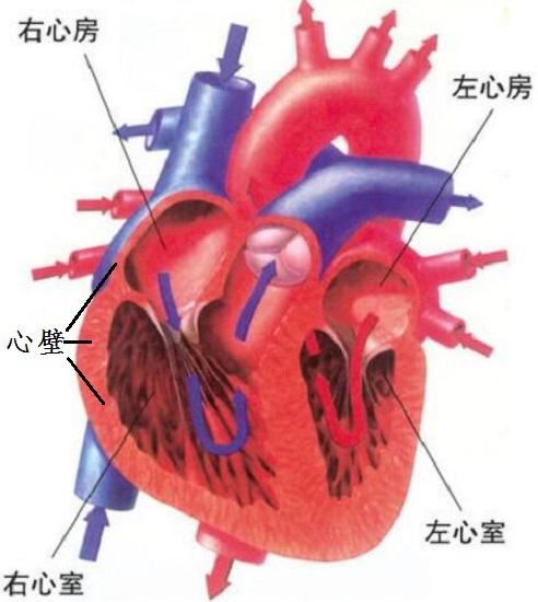 心脏的构造
