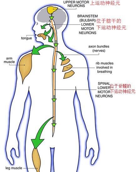 位于不同部位的运动中枢神经