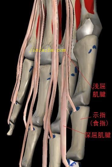 指屈肌的肌腱 指屈肌的肌腱