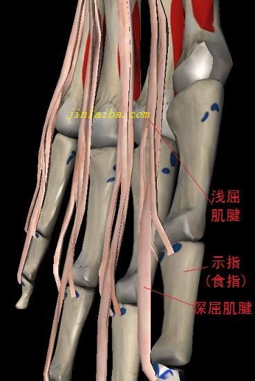 指屈肌的肌腱