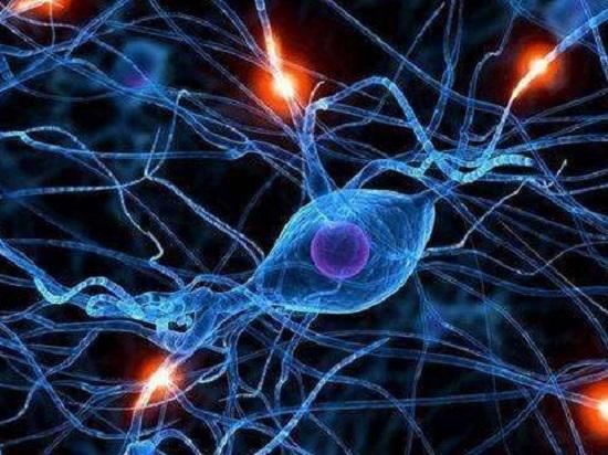 神经元及神经纤维