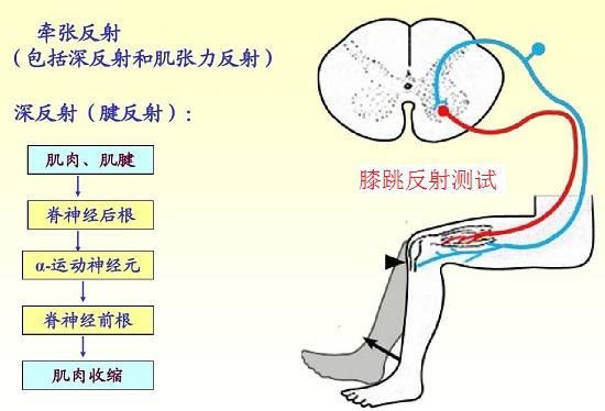 牵张反射