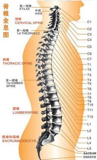 人体脊柱