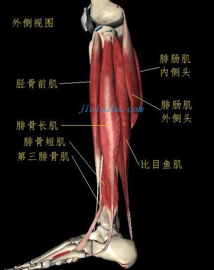 胫骨前肌、小腿三头肌等小腿肌群