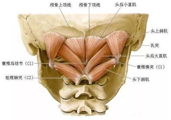 枕下肌群