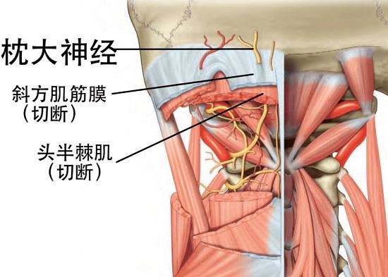 枕下肌群及穿梭其间的神经组织