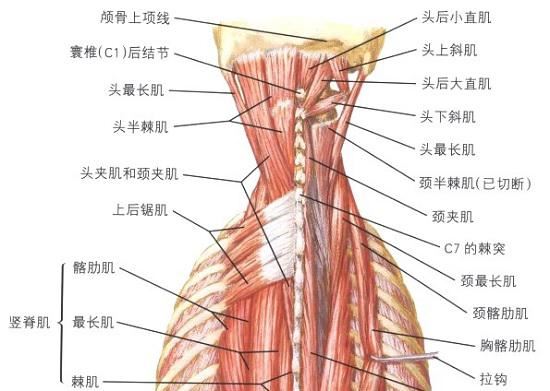 颈伸肌群