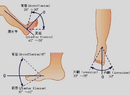 合理的踝背屈幅度（20-30度）