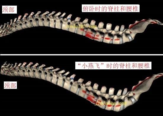 小燕飞训练中的脊柱姿态