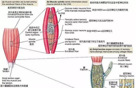 肌肉和肌腱内的本体感觉器