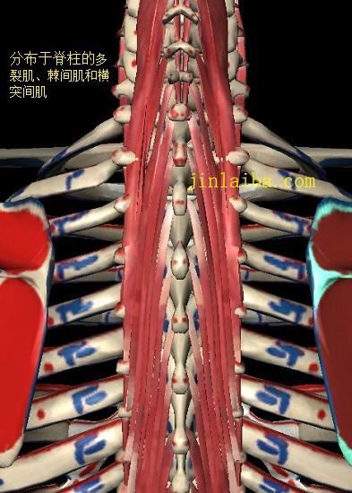 脊柱后方丰富的肌肉组织