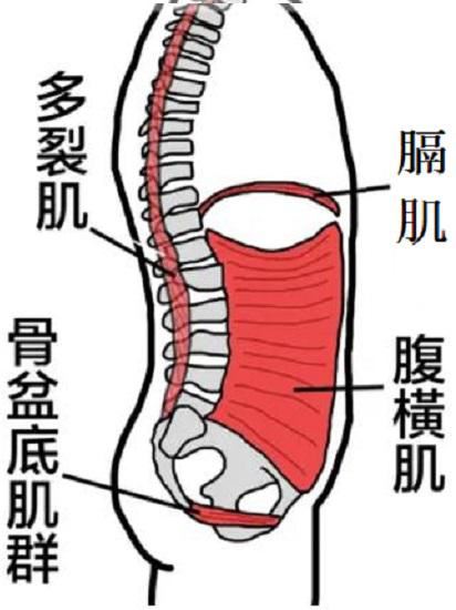 腹横肌、多裂肌、膈肌和盆底肌