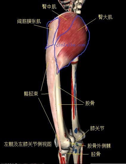 臀中肌与臀大肌及阔筋膜张肌