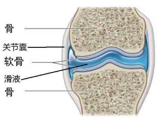 关节与关节液（滑液）