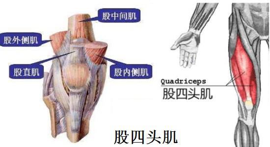 膝关节处的部分肌肉组织