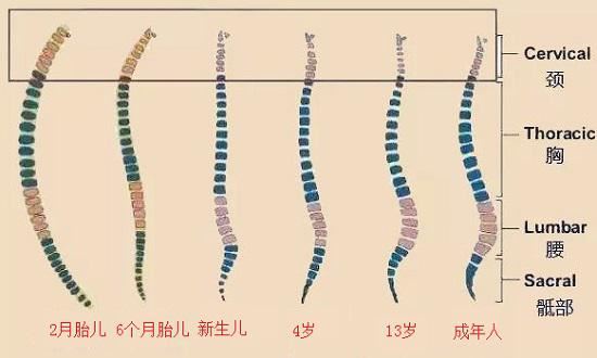 人体脊柱形态变化