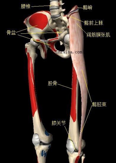 髂胫束与膝关节