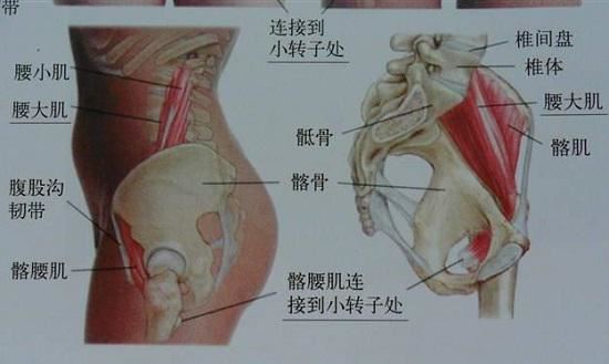 弹响髋的形成