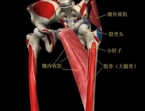 髋内收肌、髋外展肌与弹响髋的关系