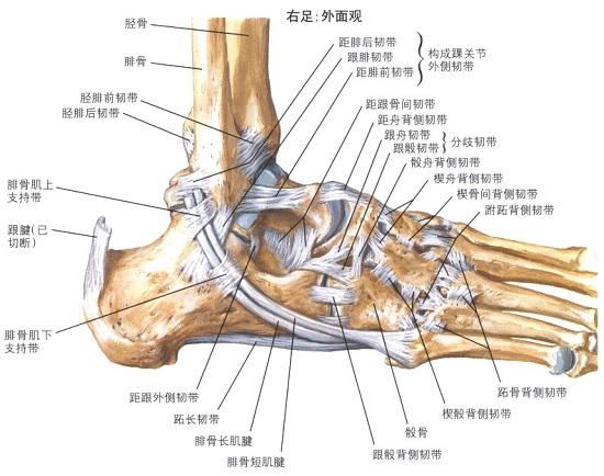 踝关节众多的韧带（外侧视图）