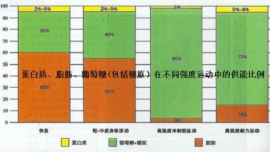 不同运动强度下的供能路径