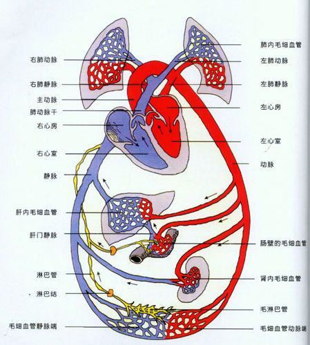 人体循环系统网络（注意腰腹部位）