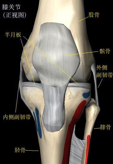 半月板损伤后的运动禁忌(利普刀手术视频)图1