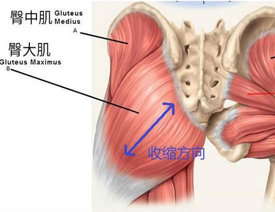 臀大肌