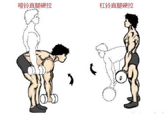 直腿硬拉 直腿硬拉