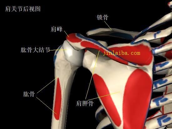 肩关节发“轴”的原因及应对方法(春砂仁)图1