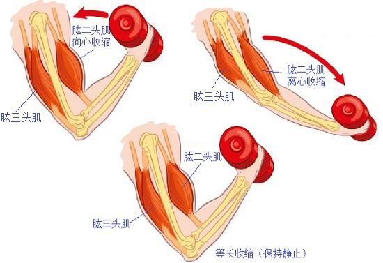 向心收缩、离心收缩和等长收缩