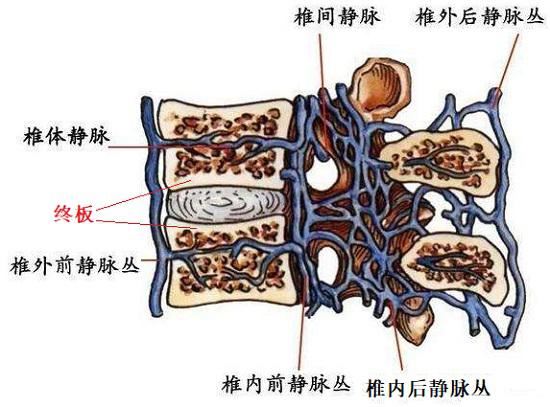 椎间盘的代谢和物质交换途径