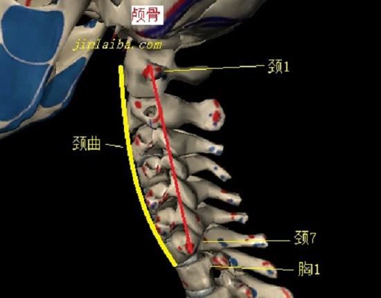 颈椎的颈曲