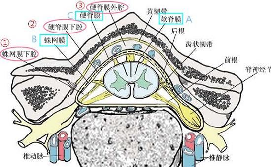 椎管构造