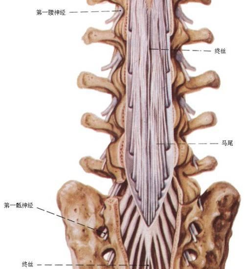 马尾神经