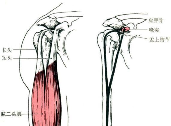 肱二头肌