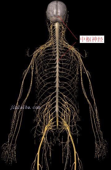 人体神经系统（后视图）