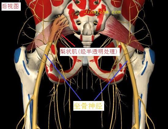 梨状肌与坐神经