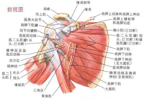 肩部肌肉