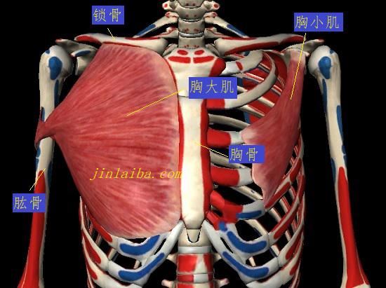 胸肌与肩关节