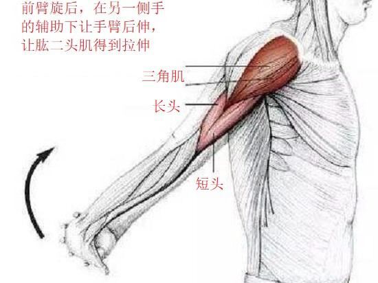 拉伸肱二头肌