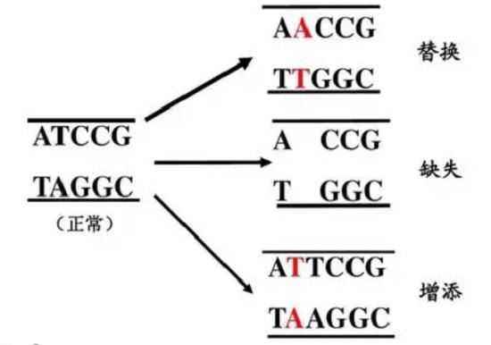 基因变异的方式