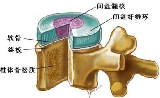 椎体、椎间盘及终板