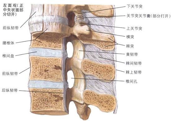 腰椎的构造